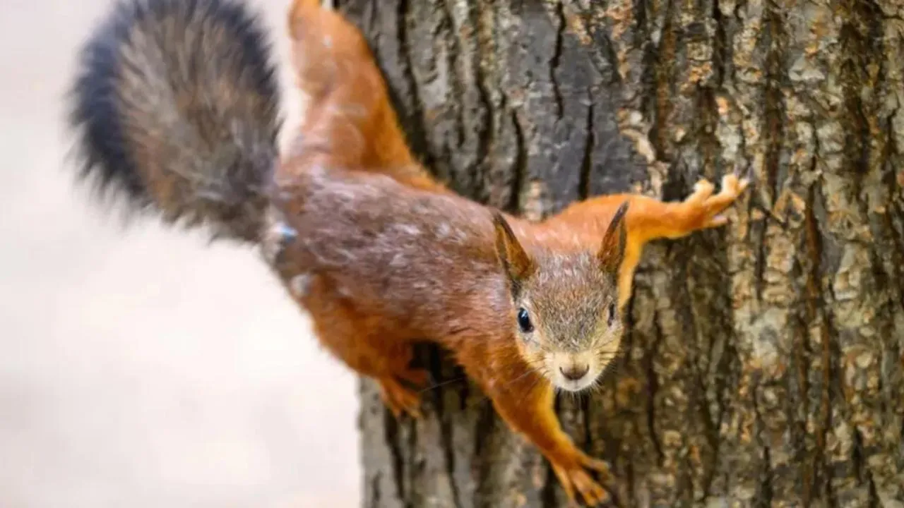 медиасток.рф