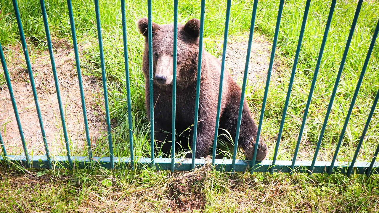 МедиаБанк Подмосковья/Данила Кирьянов