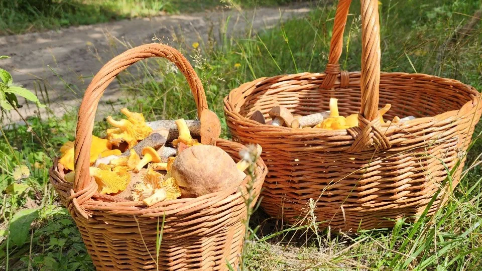 Фото: МедиаБанк Подмосковья/Анастасия Хренкова