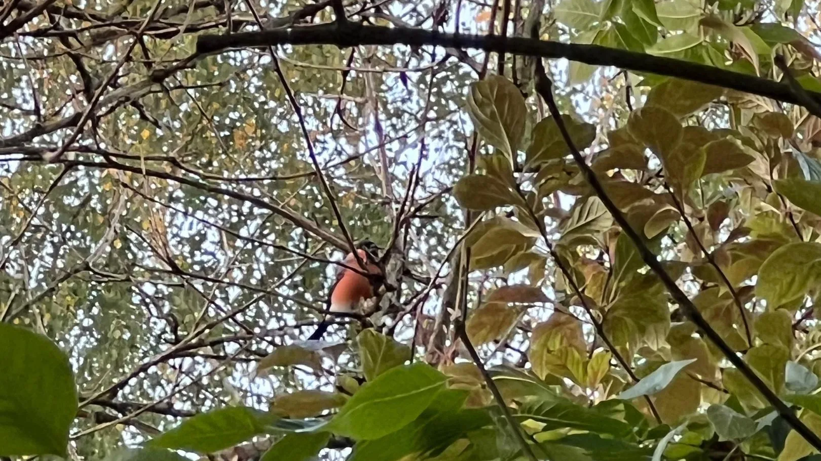 Фото: Снегири РФ / ВКонтакте