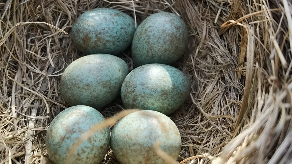 Фото: Минэкологии МО