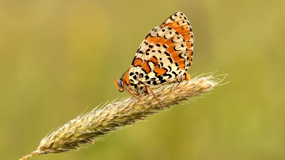 Фото: pxhere.com