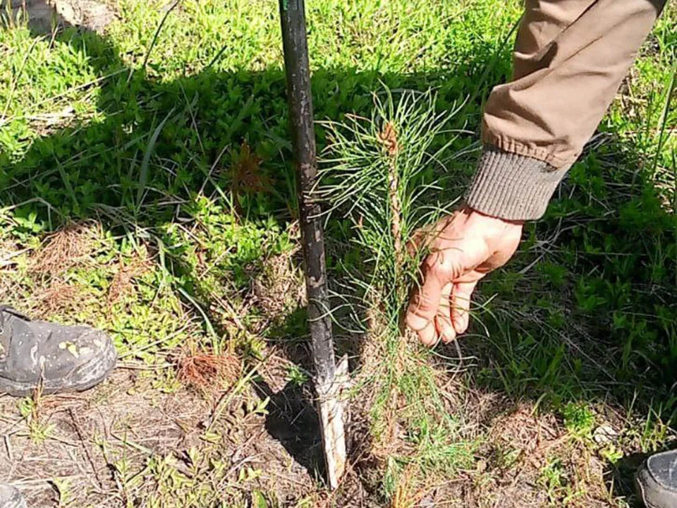 Фото: Комитет лесного хозяйства Московской области