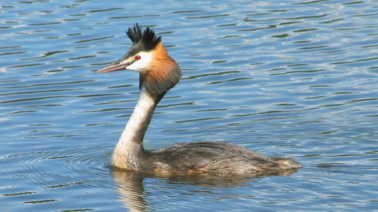 commons.wikimedia/Tsyganov Sergey