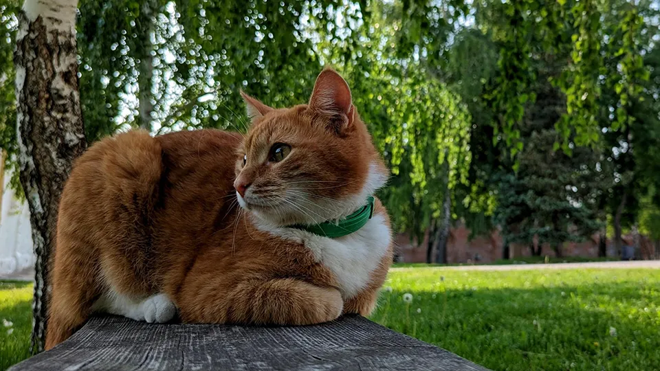 Фото: ГМЗ «Зарайский кремль»