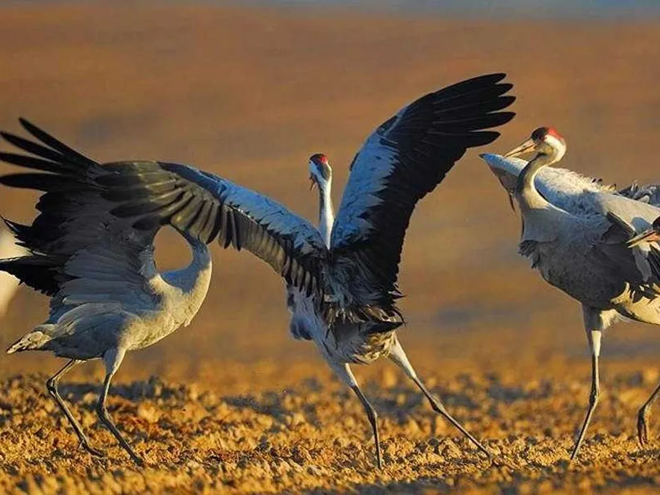 Фото: t.me/culturemo