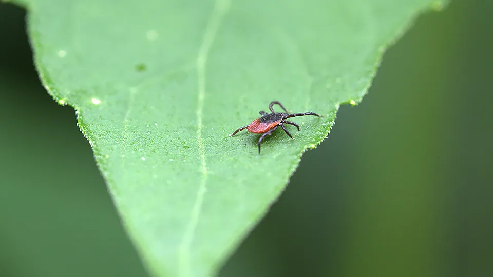 Фото: pxhere.com