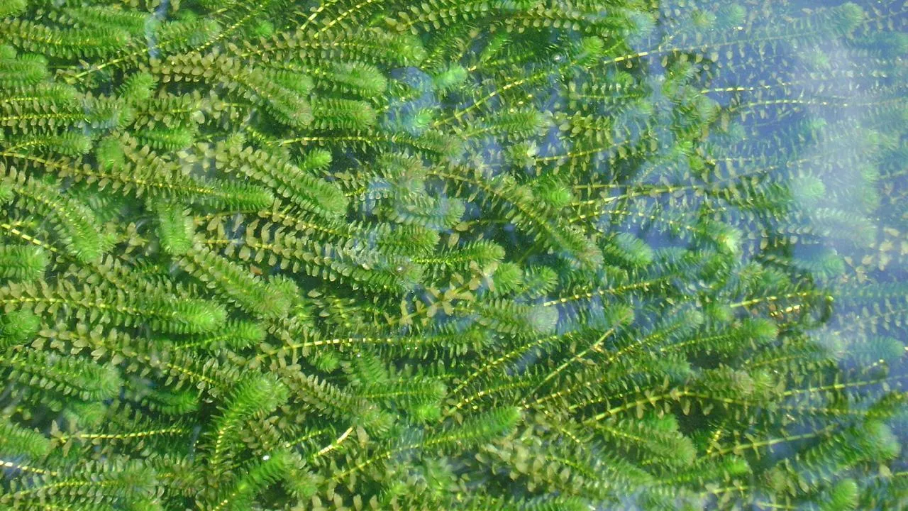 commons.wikimedia/Krzysztof Ziarnek, Kenraiz