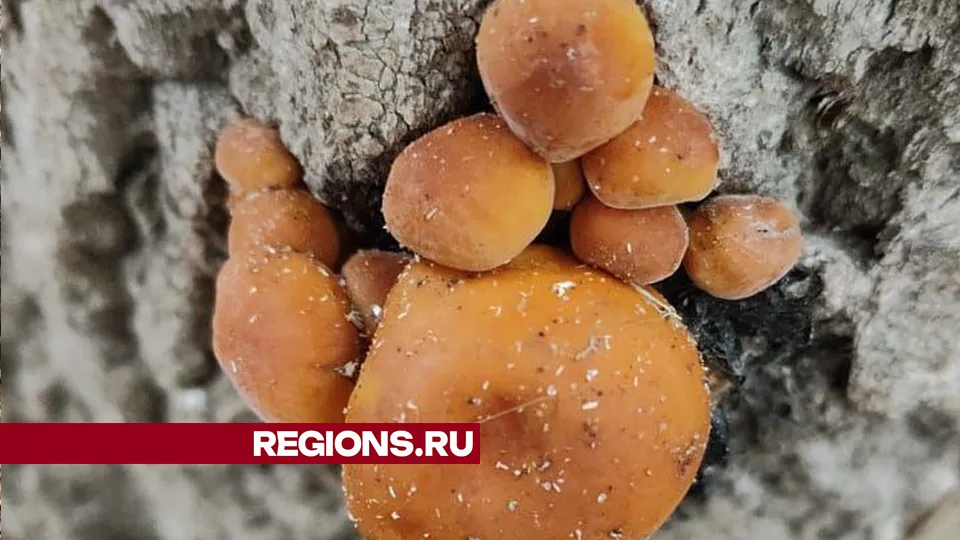 Фото: Ваня Федулов