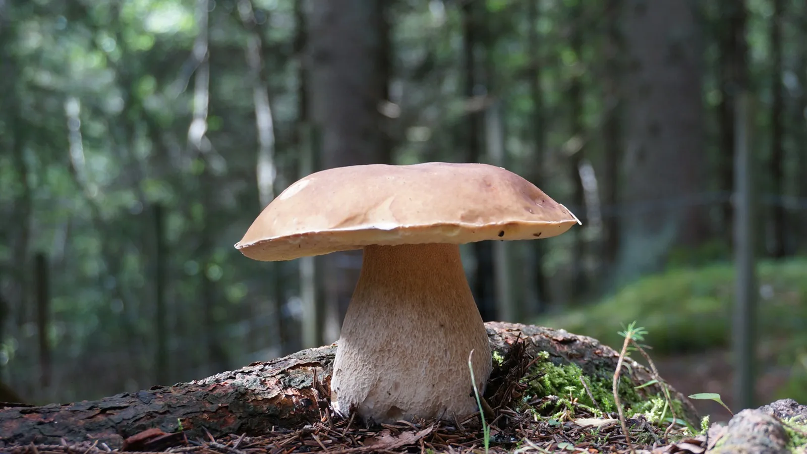 Фото: pxhere.com