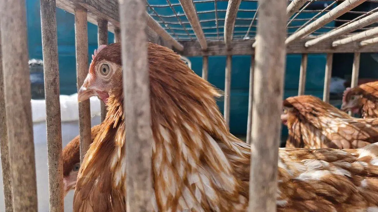 REGIONS/Наталья Надточая