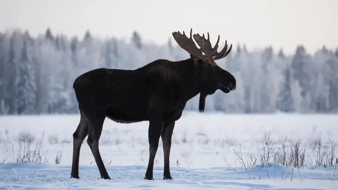 REGIONS/Сгенерировано нейросетью