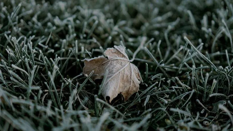 Жителей Подмосковья предупредили о ночных заморозках