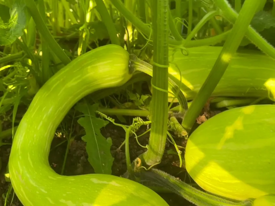 Тыква «Тромбон»&nbsp;Фото: Алина Романова