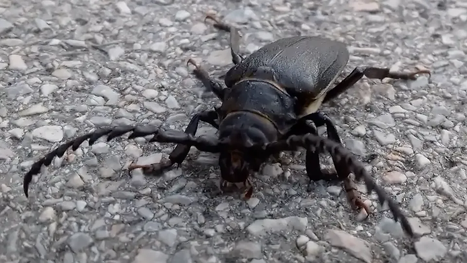 Фото: youtube.com/Squoting Cat