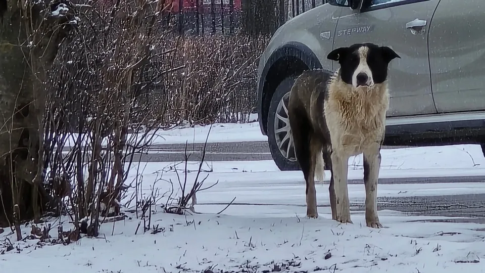 Фото: МедиаБанк Подмосковья/Марина Анисимова