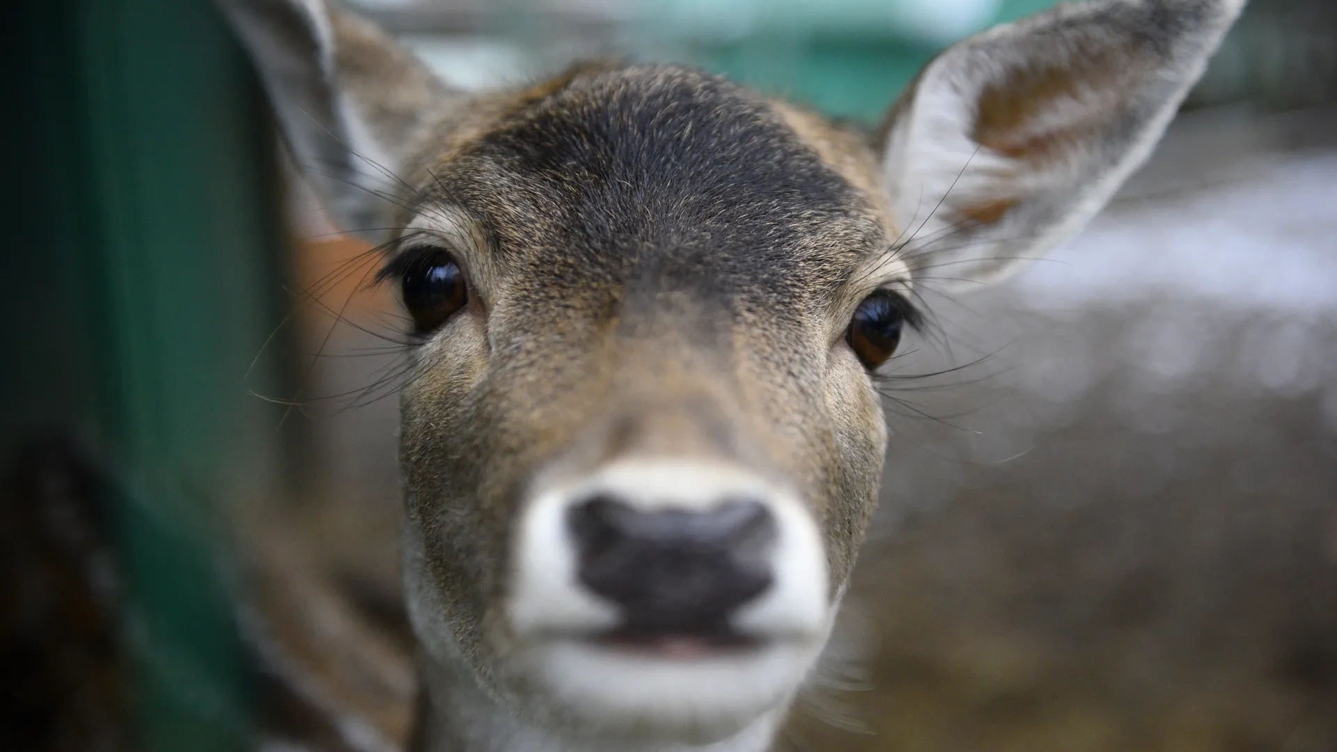 Лесная красавица в нескольких метрах от прохожих: россияне стали свидетелями необычной картины