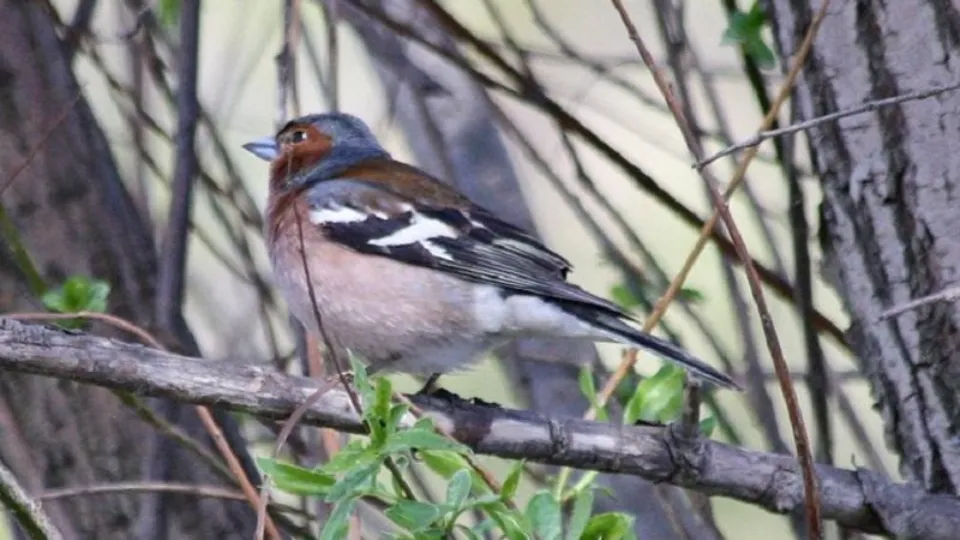 Фото: Природоохранный фонд «Верховье»