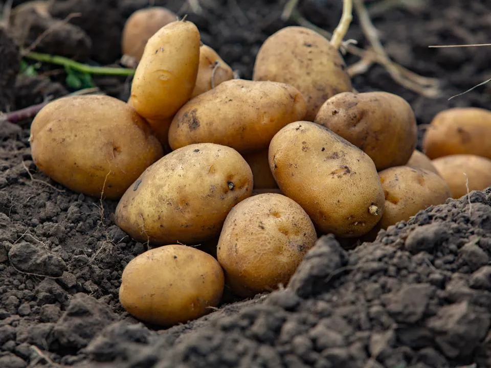 Фото: istockphoto.com/romeo-f