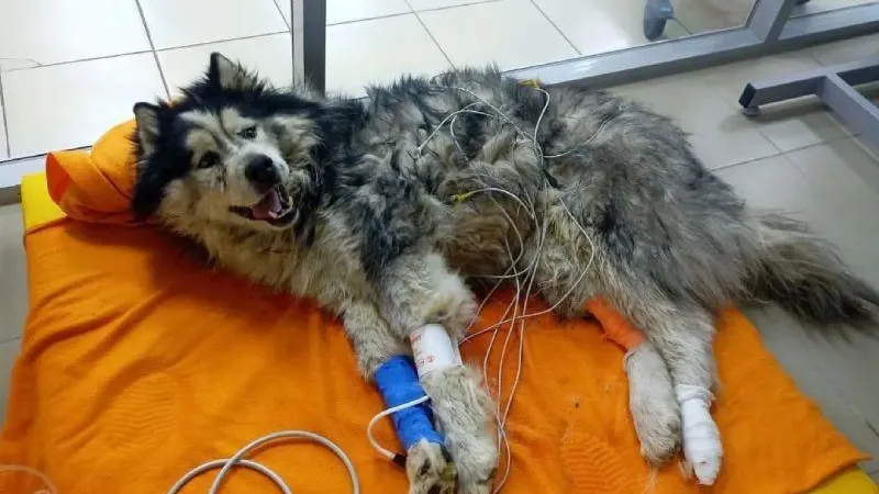 Husky Help. Фонд Помощи Хаски. Москва / ВКонтакте