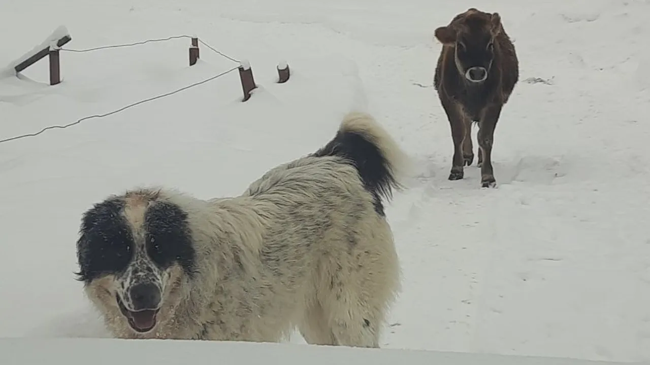 t.me/egorevskoelesnichestvo