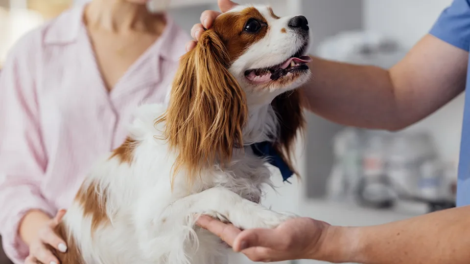 Фото: istockphoto.com/FreshSplash