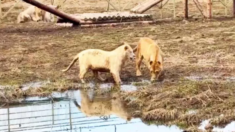 Фото: t.me/lions_moscow