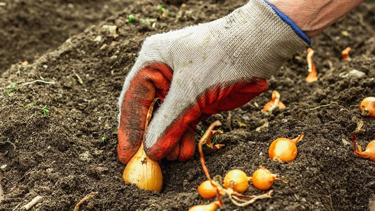 istockphoto.com/Fuzullhanum