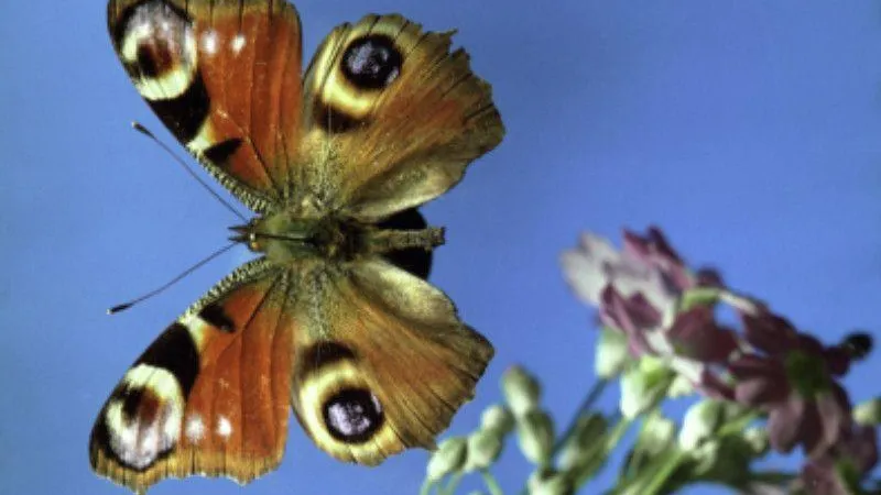 В Подмосковье проснулась чешуекрылая долгожительница