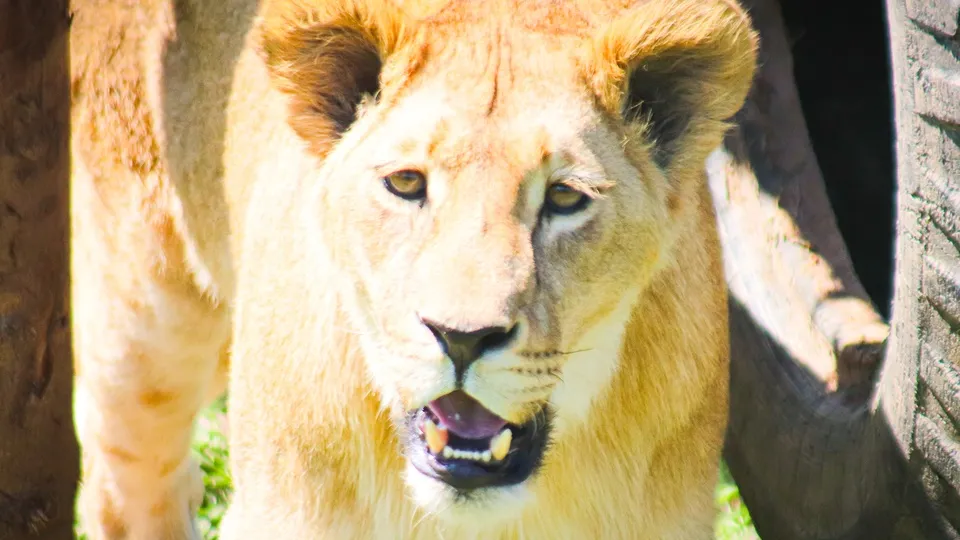 Фото: МедиаБанк Подмосковья/Данила Кирьянов