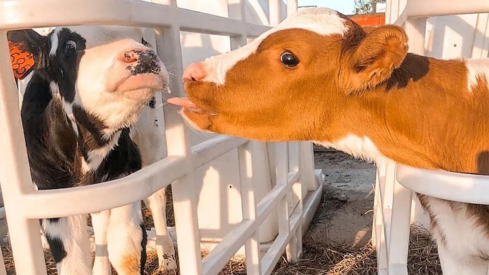 Фото: «Ферма Цветковых»
