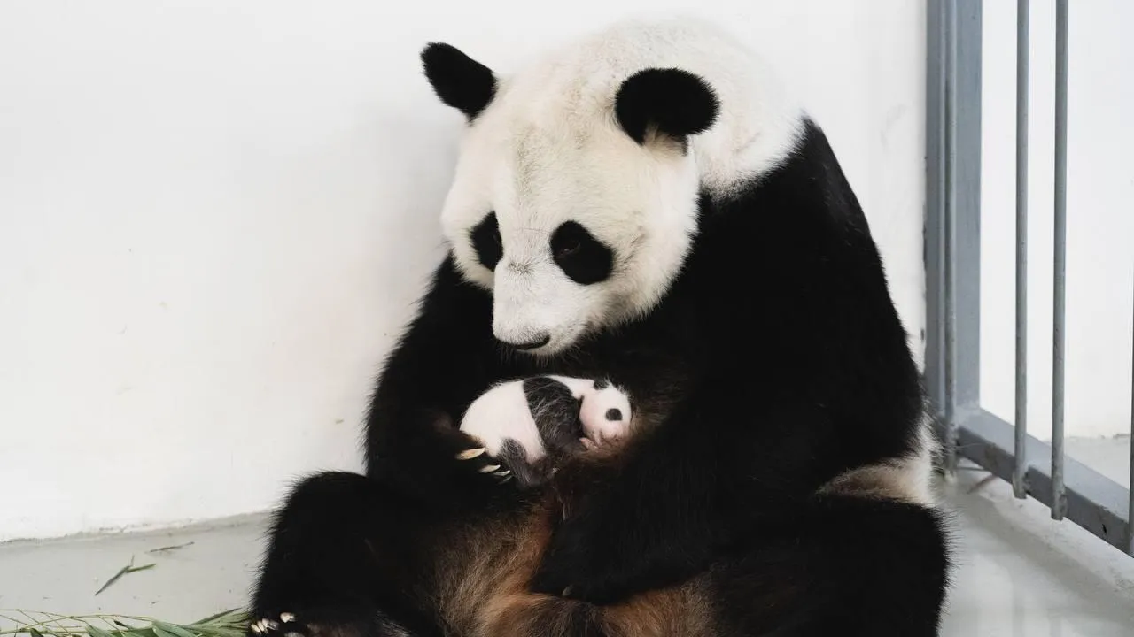 фото: из архива Московского зоопарка