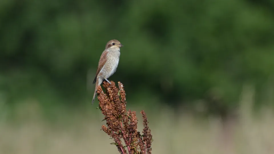 Фото: Борис Короткова