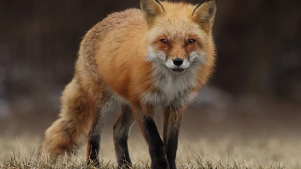 Источник: pxhere.com