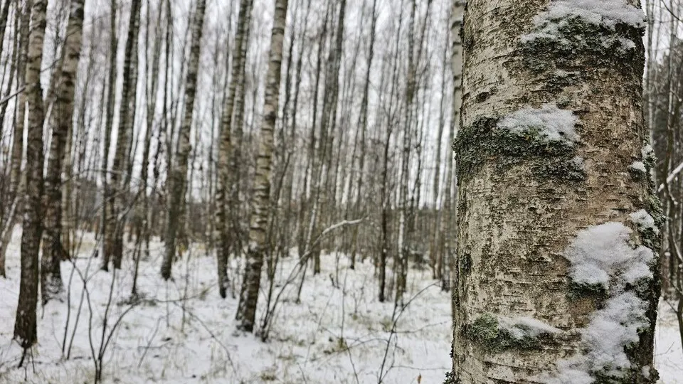 Фото: Ульянов А.И.