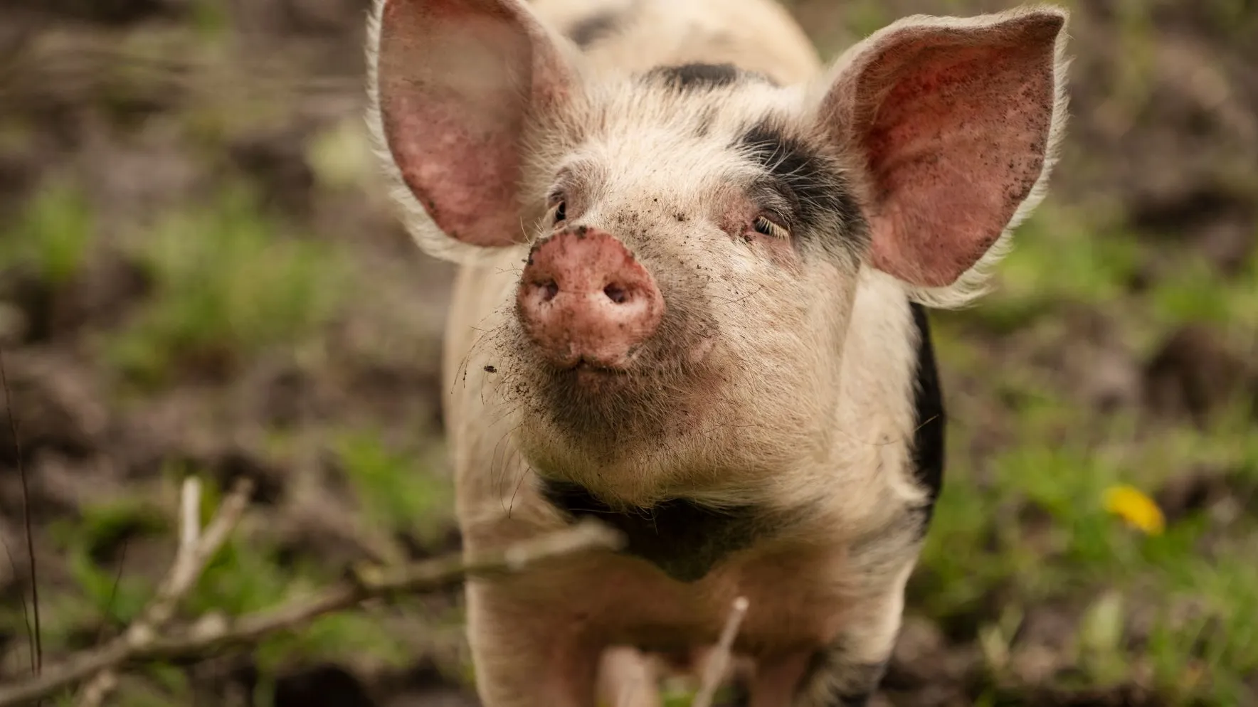 Фото: freepik.com