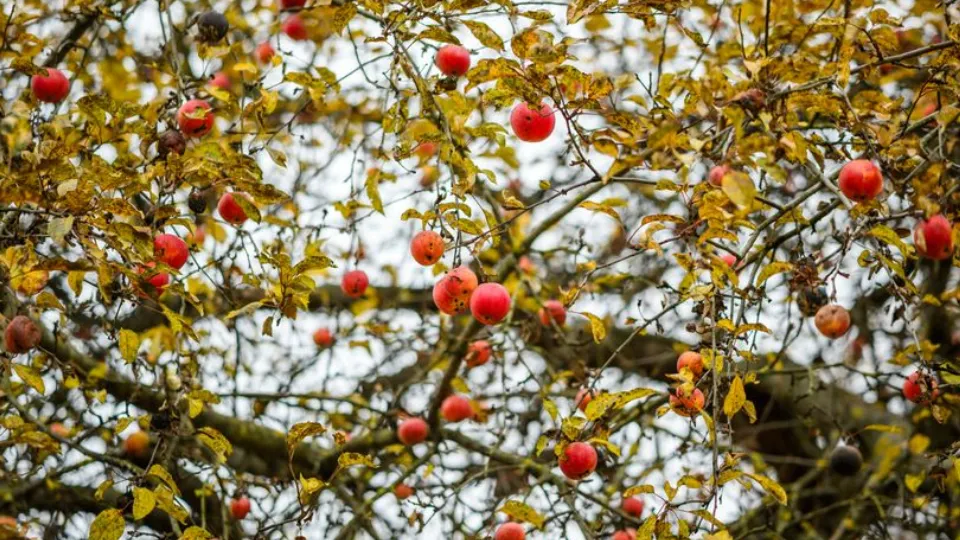 Фото: медиасток.рф