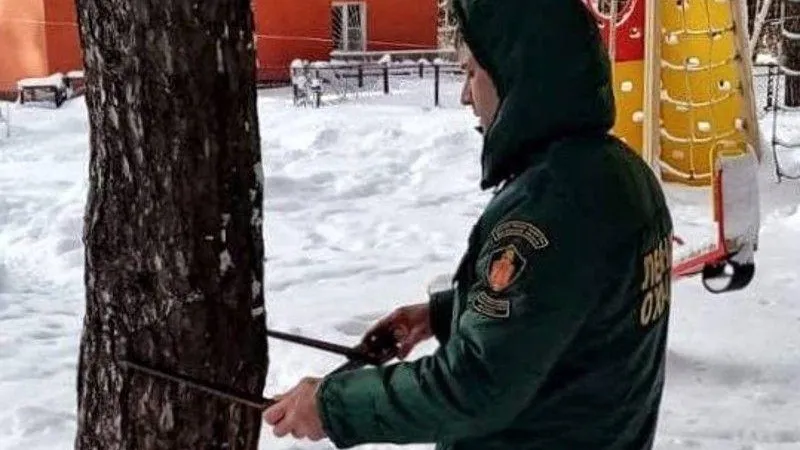 Лесничие заботятся о безопасности жителей в Луховицах