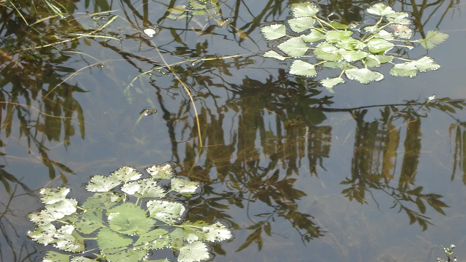 Фото: сommons.wikimedia/Елена Горланова