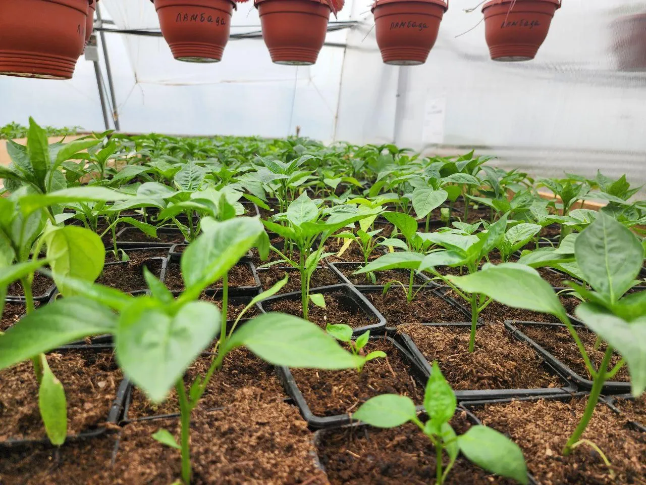 Фото: Яна Шаливская