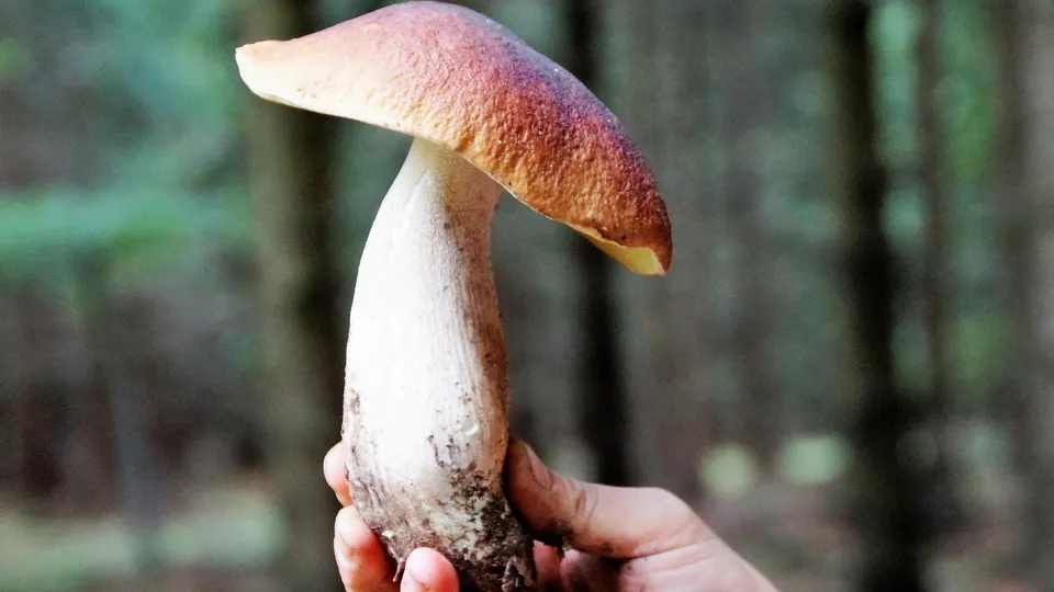 Фото: pxhere.com