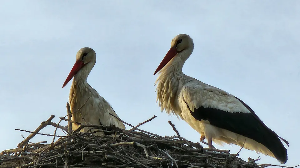 Фото: МедиаБанк Подмосковья/Екатерина Данилина