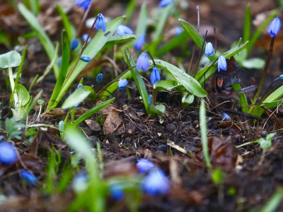Фото: vk.com/Музей-заповедник Горки Ленинские