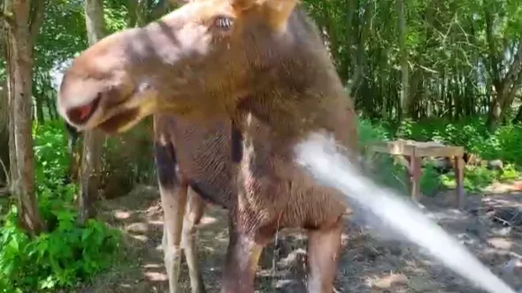 Фото: t.me/lions_moscow