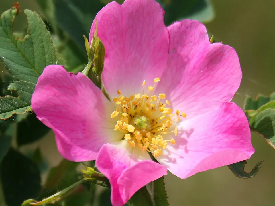 Фото: commons.wikimedia/Владимир Лобачев