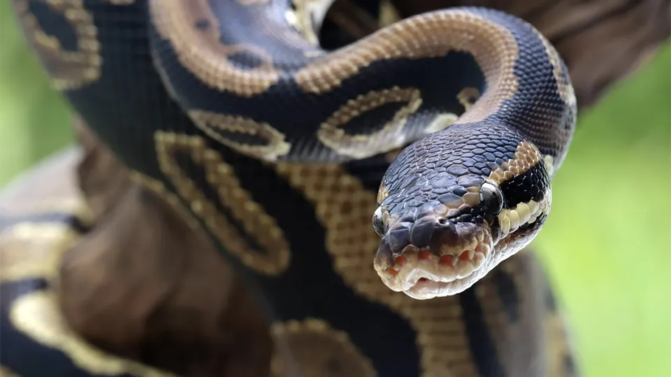 Фото: freepik.com