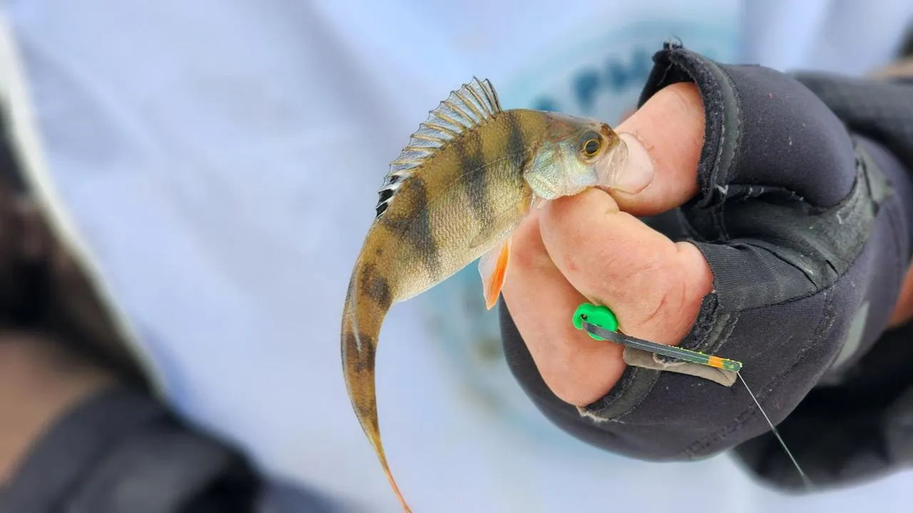 МедиаБанк Подмосковья/Екатерина Данилина