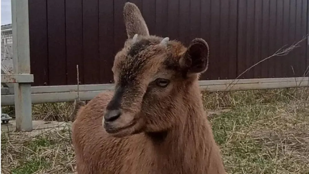 «Звездные» козы во Фрязине: люксовых копытных, как у Самойловой, продают по цене ужина