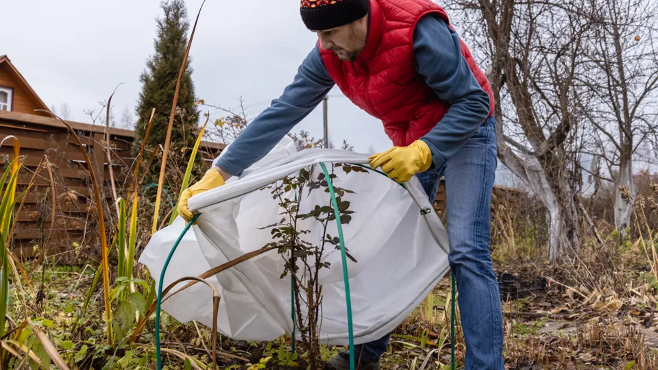Фото: istockphoto.com/Olga Seifutdinova