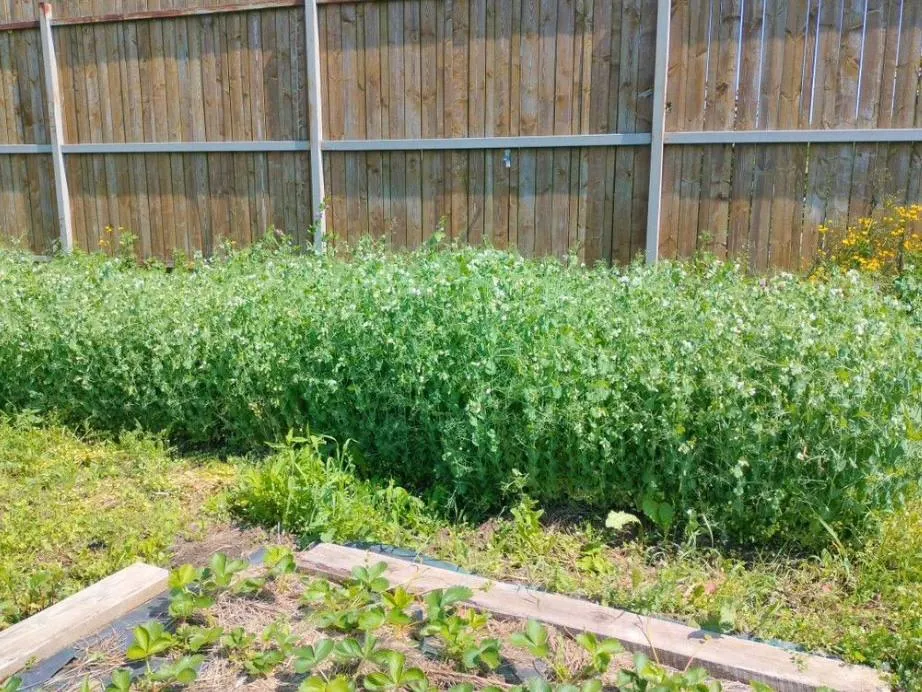 Фото: городская доска объявлений&nbsp;